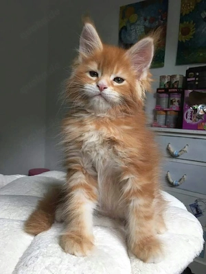 Gesunde Maine-Coon-Kätzchen