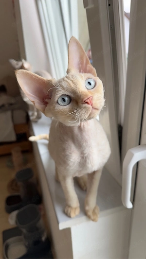 Devon Rex WCF of OxHild