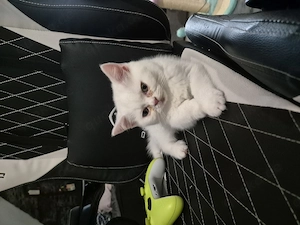 Bkh kitten geimpft und gechippt 