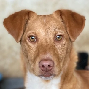 Novis, geb. ca. 09 2025, lebt in GRIECHENLAND, auf einer privaten Pflegestelle