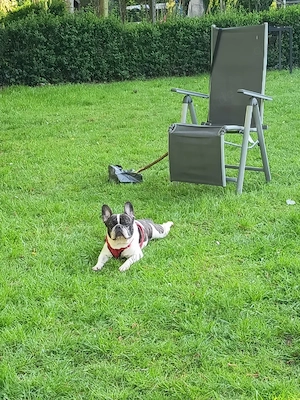 französische bulldoggeJimmy ein neues zu Hause