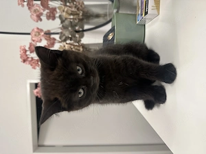 Britisch Kurzhaar Baby 