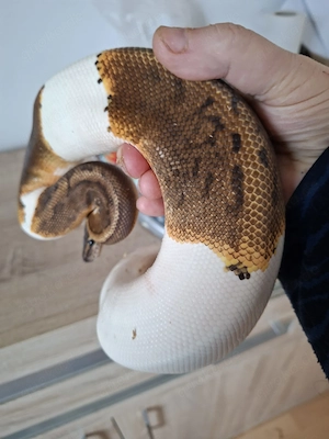 1.0 Königspython Gravel Pinstripe Copper Piebald DNZ 2023