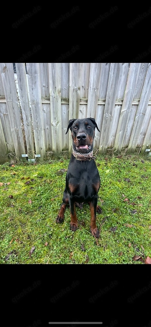 Dobermann Rüde