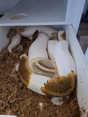 1.0 Königspython Zuchtmännchen (breeder) DNZ 2023 Gravel Pinstripe Copper Piebald