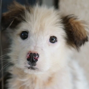 Twy, geb. ca. 12 2025, lebt in GRIECHENLAND, im städt. Tierheim Serres