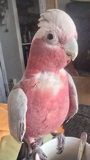 Verkaufe Rosakakadu Männchen  aus 2024