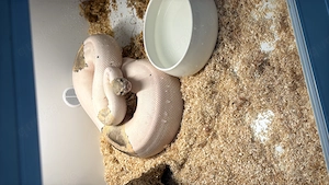 0.1 Königspython GHI Fire Yellow Belly Piebald Zuchtweibchen DNZ 2019 (2750g)