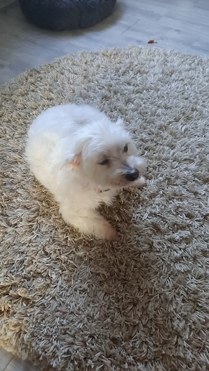 Liebe ältere Malteserhündin sucht endlich wieder einen Kuschelplatz