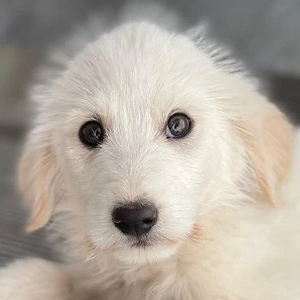 Zucker, geb. ca. 01 2026, lebt in GRIECHENLAND, auf einer privaten Pflegestelle