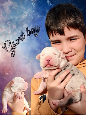 American Bully XXL   XL