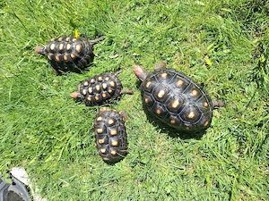 Köhlerschildkröte NZ 2020 21