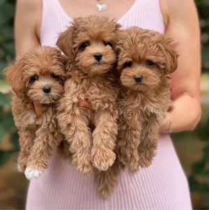 F1 maltipoo mini welpen Bild 2