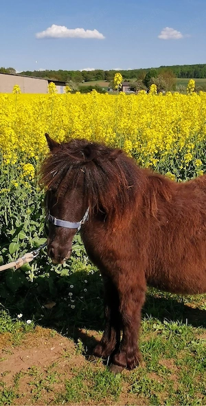 Super lieber Shetland Pony   Shetty Wallach (1 Jahr) zu verkaufen Bild 10