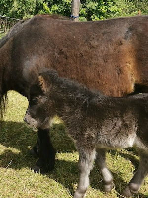Super lieber Shetland Pony   Shetty Wallach (1 Jahr) zu verkaufen Bild 8