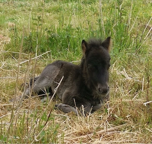 Super lieber Shetland Pony   Shetty Wallach (1 Jahr) zu verkaufen Bild 5