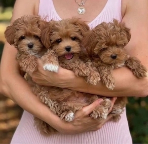 F1 maltipoo mini welpen Bild 3