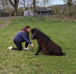 Super lieber Shetland Pony   Shetty Wallach (1 Jahr) zu verkaufen Bild 3