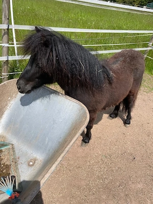 Super lieber Shetland Pony   Shetty Wallach (1 Jahr) zu verkaufen Bild 2