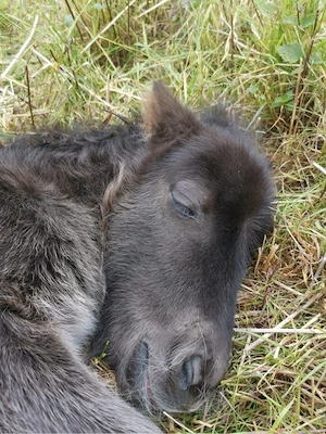 Super lieber Shetland Pony   Shetty Wallach (1 Jahr) zu verkaufen Bild 6