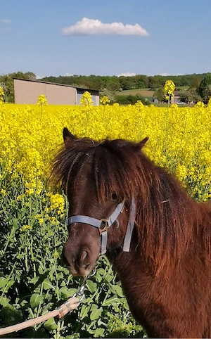 Super lieber Shetland Pony   Shetty Wallach (1 Jahr) zu verkaufen Bild 9