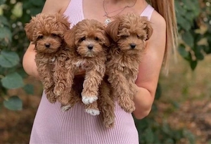 Maltipoo mini welpen