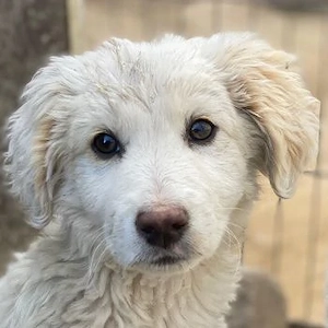 Tiramisu, geb. ca. 01 2026, lebt in GRIECHENLAND, auf einer privaten Pflegestelle