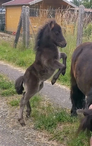 Super lieber Shetland Pony   Shetty Wallach (1 Jahr) zu verkaufen Bild 4