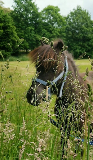 Super lieber Shetland Pony   Shetty Wallach (1 Jahr) zu verkaufen Bild 7