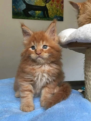 Die süßesten Maine-Coon-Kätzchen