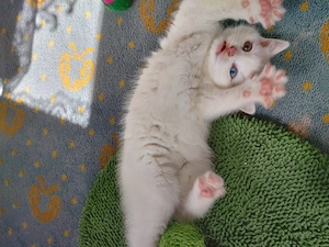 BKH mit Regenbogenaugen 