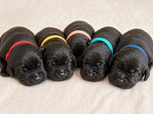 Labrador Retriever Welpen aus VDH LCD-Zucht (FCI)