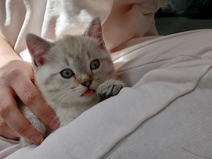 BKH beige getigert, mit blauen Augen 