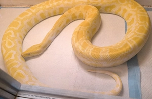 0.1+1.0 Tigerpython albino von MS Reptilien