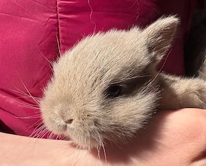 Kleinbleibende Farbenzwerg Zwergkaninchen Kaninchen Minizwerge  Babys Häsin Rammler Zwerge Hase