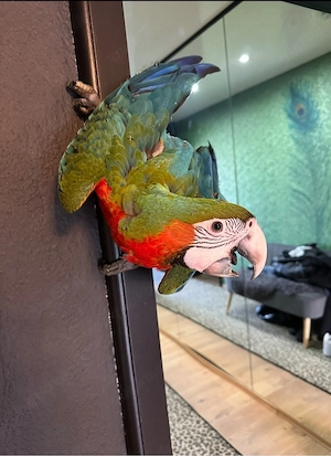 3 hybridaras - weiblich - super zahm - 5 Monate alt 