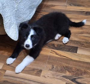 Border collie Welpen, es ist nur noch ein Mädchen frei. 