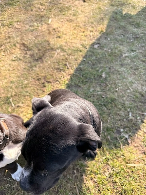 old english Bulldoge