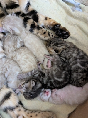 Reinrassige Bengal Kitten 