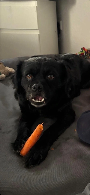 mischlings hund krankheitsbedingt abzugeben