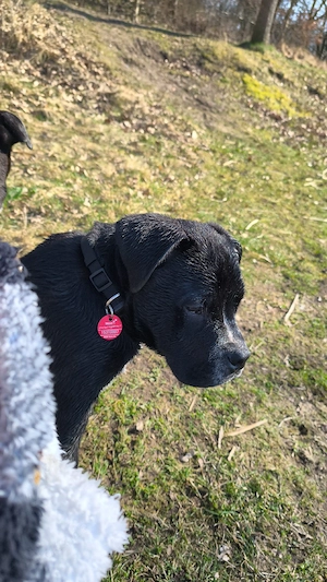 old english Bulldoge