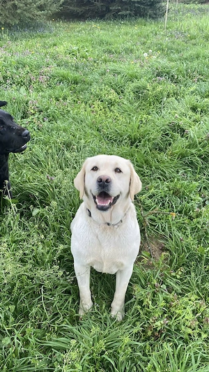 Gelbe Labrador-Hündin (4,5 Jahre) sucht aktives und liebevolles Zuhause!