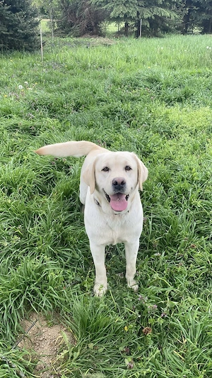 Gelbe Labrador-Hündin (4,5 Jahre) sucht aktives und liebevolles Zuhause!