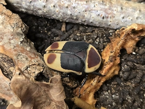 Kongo-Rosenkäfer mit Terrarium