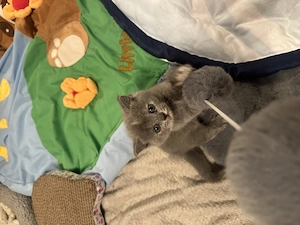 Reinrassige Bkh Kitten 