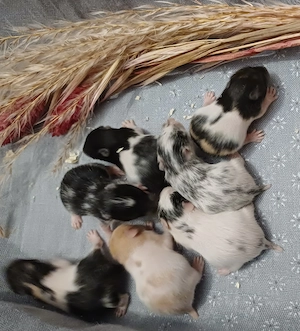 Goldhamster Jungtiere goldfarben braun weiss Schokofarben