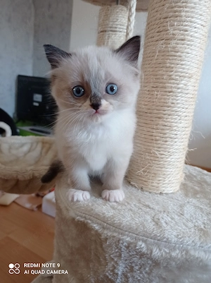 Ragdoll mit Stammbaum 