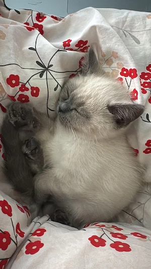 Blue Point Kitten   geboren am 01.02.26