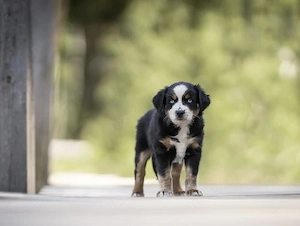 Liebevolle Australian Shepherd Welpen 
