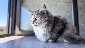 britisch lang haar katze krankheitsbedingt abzugeben